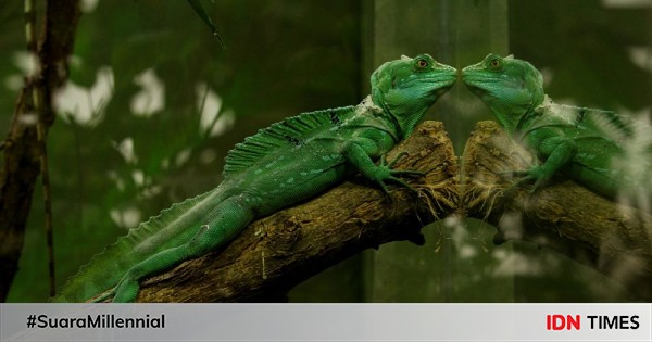 Curious, 10 Unique Portraits and Facts about Reptiles