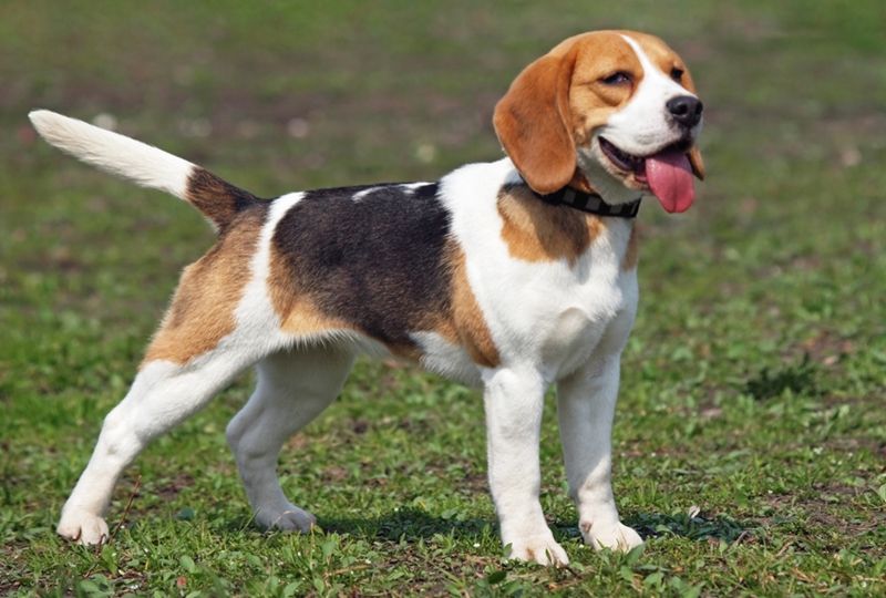 5 Spesies Anjing yang Cocok Dijadikan Teman Bermain Anak