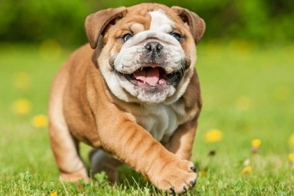 5 Spesies Anjing yang Cocok Dijadikan Teman Bermain Anak