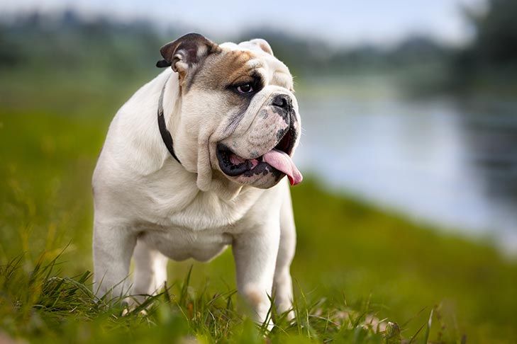 5 Spesies Anjing yang Cocok Dijadikan Teman Bermain Anak