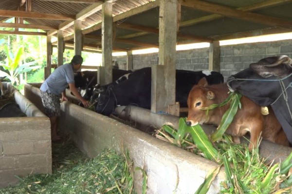 Penanganan Antraks, Ribuan Sapi di Tulungagung Divaksinasi