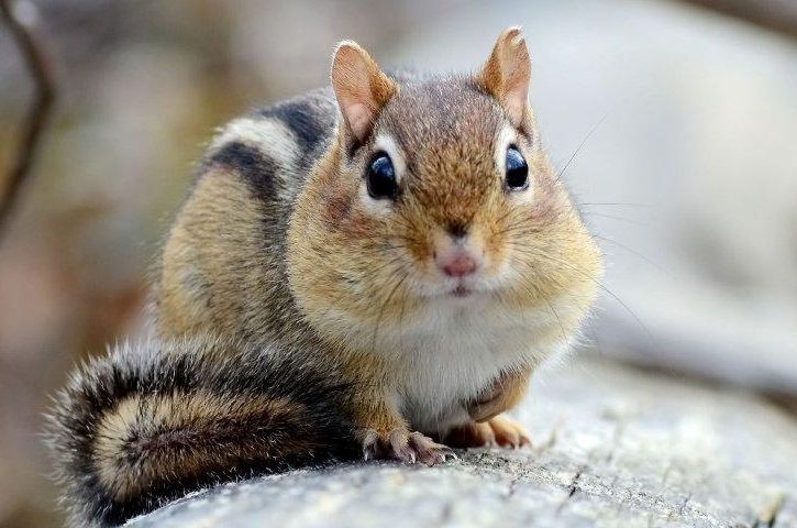 5 Fakta Unik Colorado Chipmunk, Hewan dengan Sifat Setia