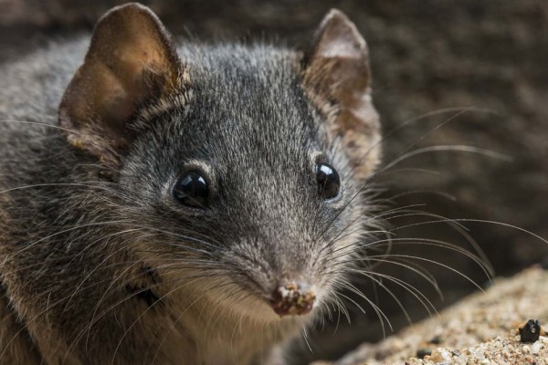 5 Hewan Mamalia Kecil yang Mirip Tikus, Serupa tapi Tak Sama
