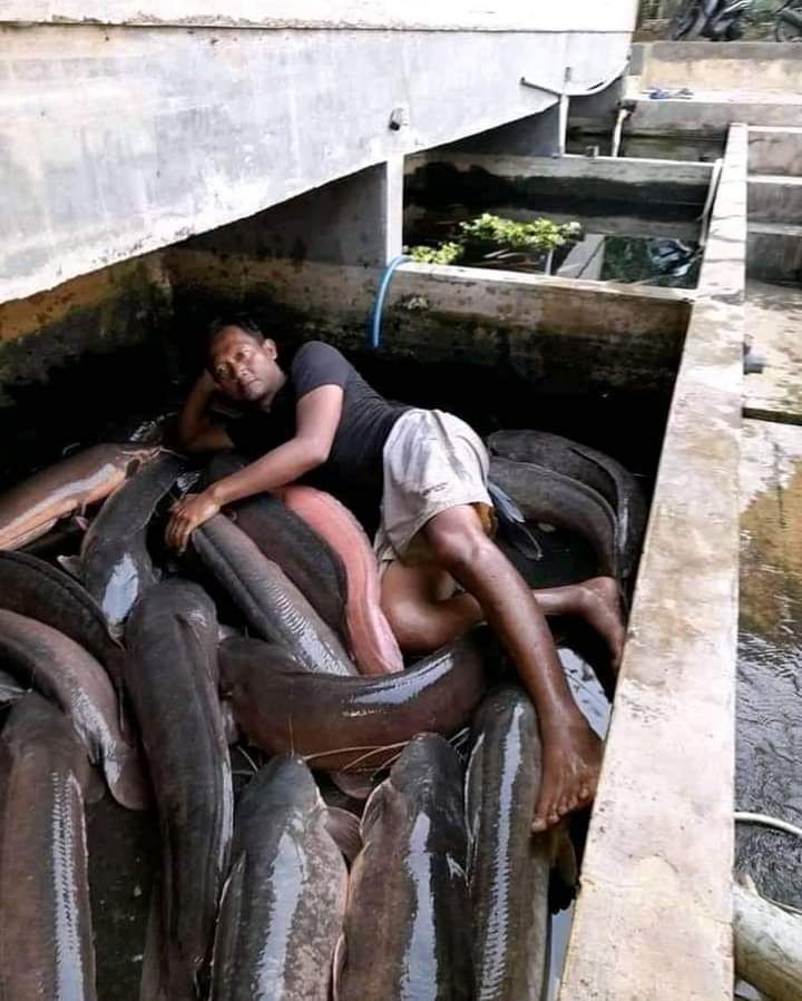 Tertarik Budidaya? 10 Potret Lucu Ikan Lele Gak Biasa Bikin Ngakak