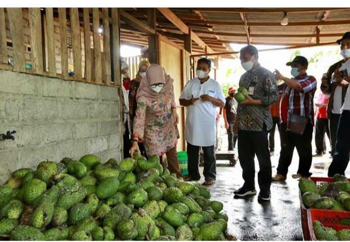 Bisnis Buah Beku di Banyuwangi, Modal Rp150 ribu, Kini Omzet Rp50 Juta