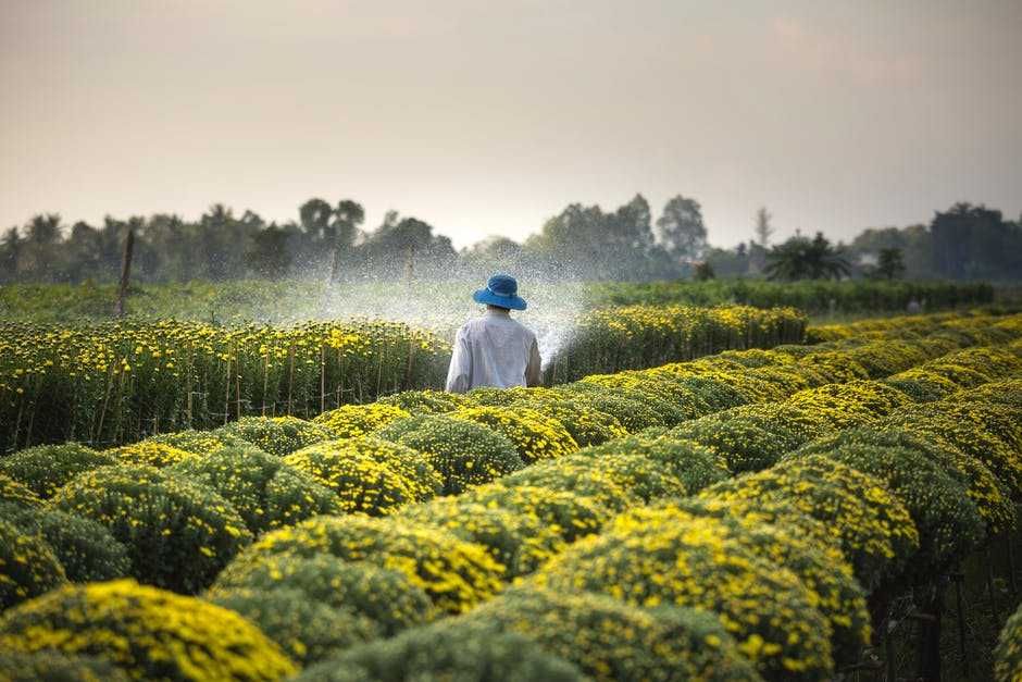 Cara Membuat Pestisida Nabati Dari Daun Srikaya