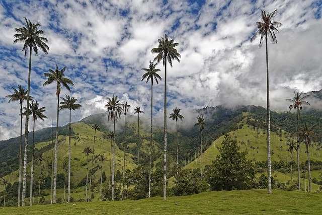 6 Negara Pemilik Hutan Hujan Tropis Terbesar di Dunia, Sudah Tahu?