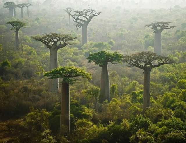 6 Negara Pemilik Hutan Hujan Tropis Terbesar di Dunia, Sudah Tahu?