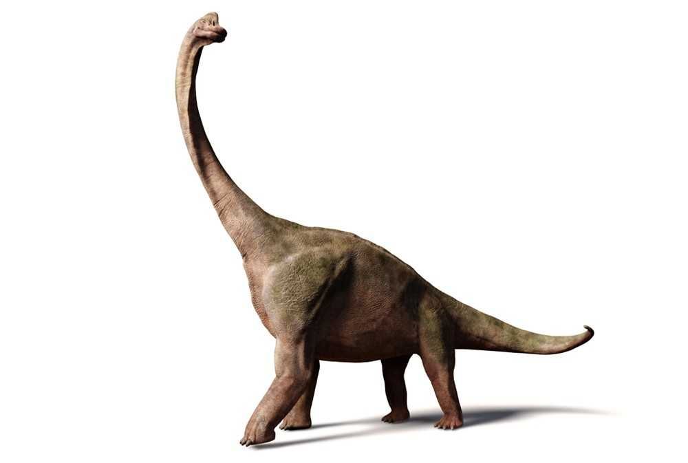 Besides Brontosaurus Here Are 5 Dinosaurs With Long Neck Newsy Today