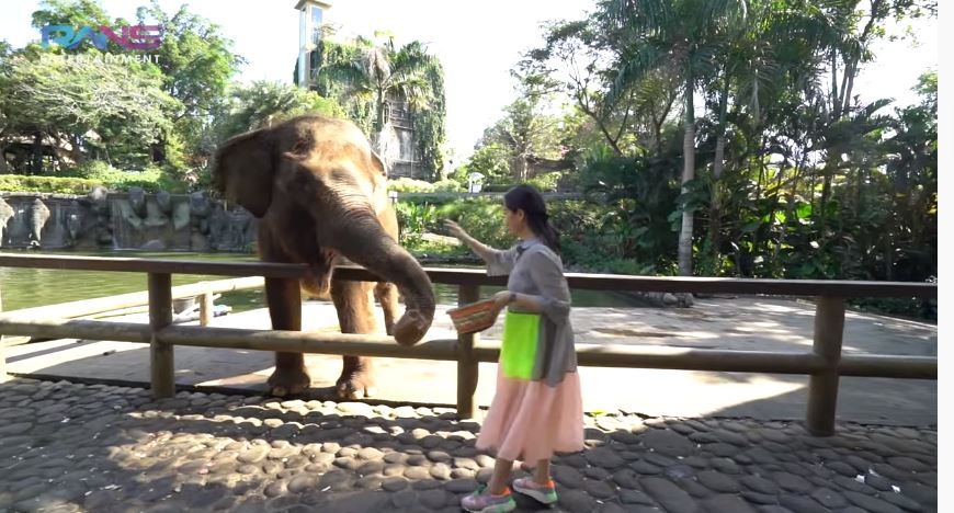 Sewa Kebun Binatang di Bali, 9 Momen Nagita Slavina Ngidam Lihat Gajah