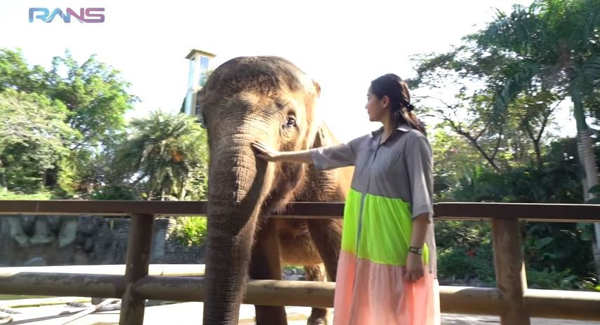 Sewa Kebun Binatang di Bali, 9 Momen Nagita Slavina Ngidam Lihat Gajah