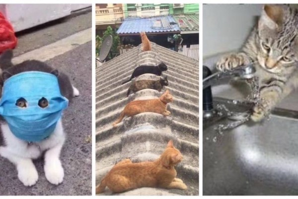 10 Potret Lucu Kucing saat Patuhi Protokol Kesehatan, Yuk Ditiru!