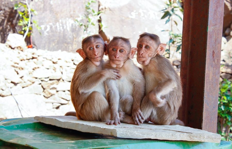 Monyet Ekor Panjang Jarah Lahan Pertanian Di Gunungkidul