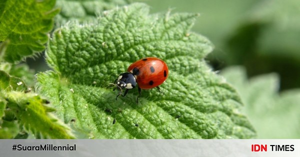 These 5 Types of Insects Are Beneficial to the Environment