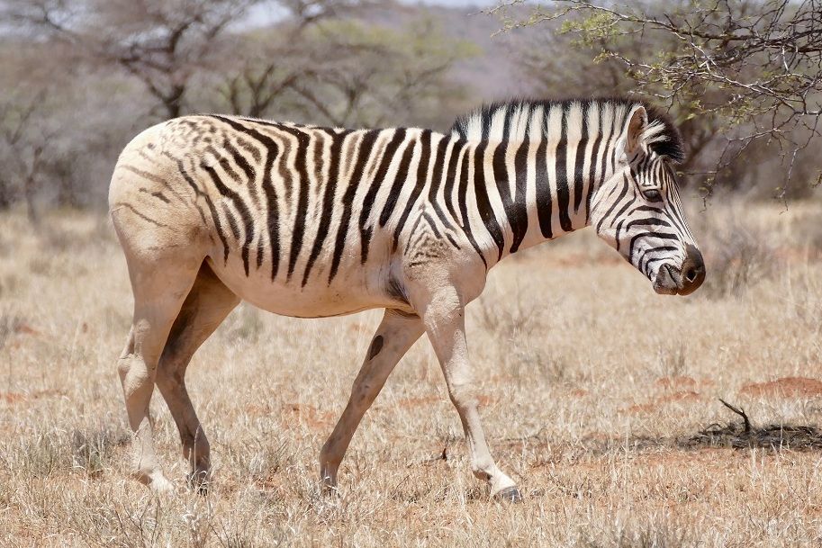 Quagga, Jenis Zebra Punah yang Coba Dihidupkan Kembali
