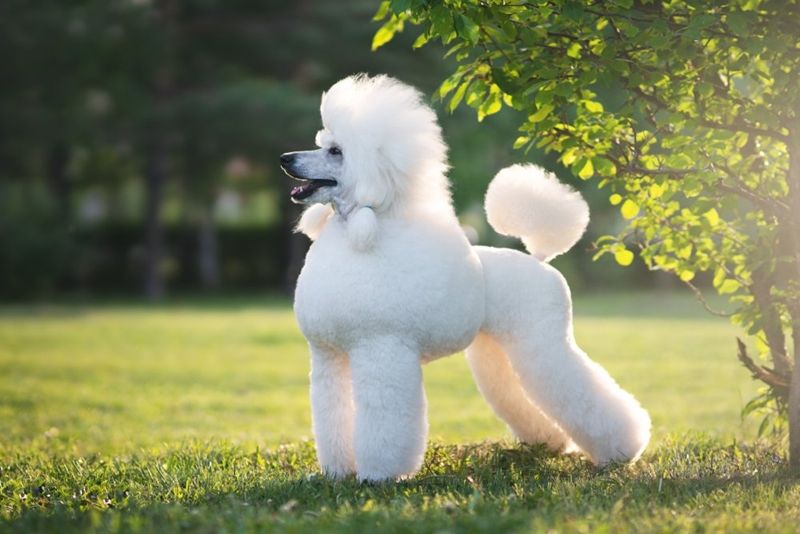 5 Spesies Anjing yang Cocok Dijadikan Teman Bermain Anak