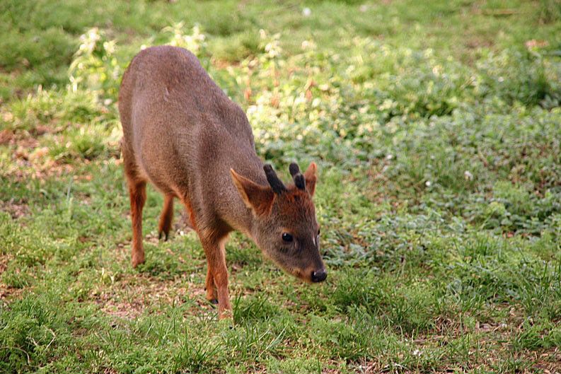 Termungil di Dunia, 6 Fakta Menarik Rusa Pudu yang Langka