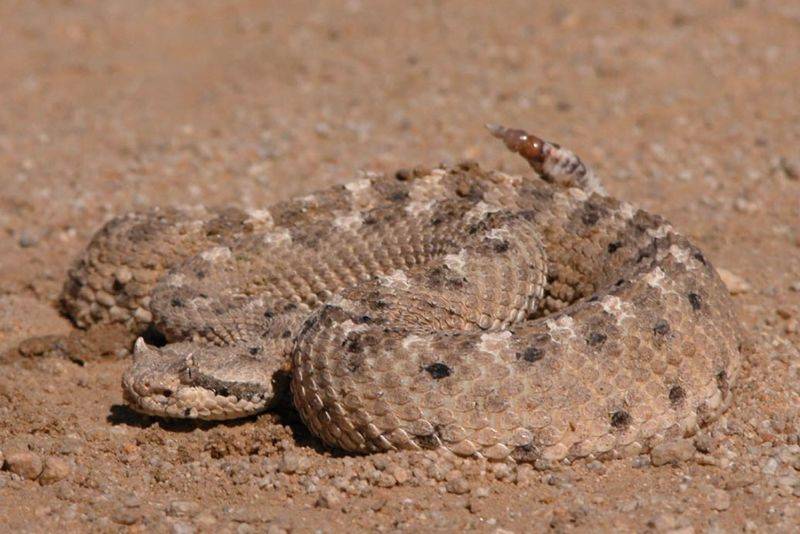 5 Fakta Sidewinder, Spesies Ular Bertanduk yang Mematikan