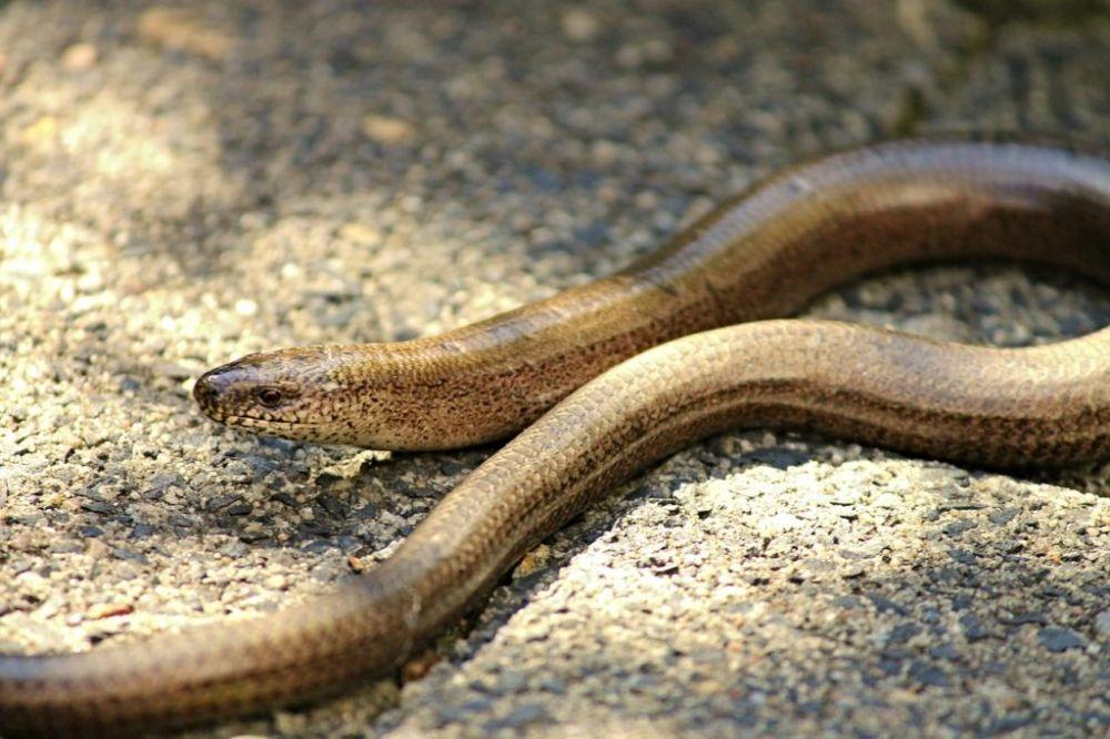 Mengenal Slow Worm, Bukan Cacing tapi Kadal yang Mirip Ular