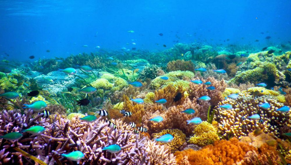 Kerang Kima yang Lazim Bisa Ditemui di Pulau Derawan 