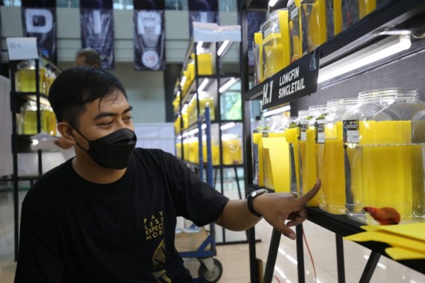 Kediri Betta Contest Pecahkan Rekor MURI