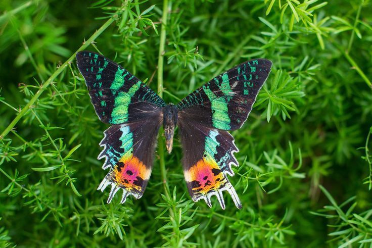 10 Potret Serangga dengan Warna yang Tak Biasa, Unik dan Cantik!