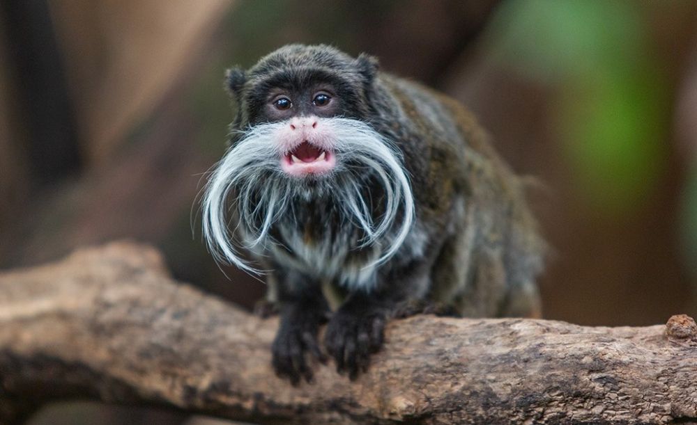 10 Jenis Monyet Terunik di Dunia, Ada yang Seperti Pakai Mantel
