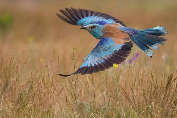 Menggemaskan, Ini 10 Burung Kecil Tercantik dan Terunik di Dunia