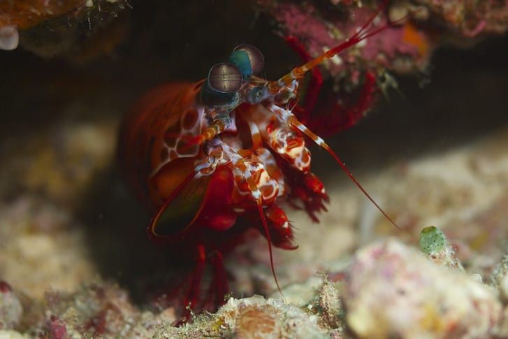 5 Facts about Mantis Shrimp, Underwater 'Boxer' with a Deadly Punch