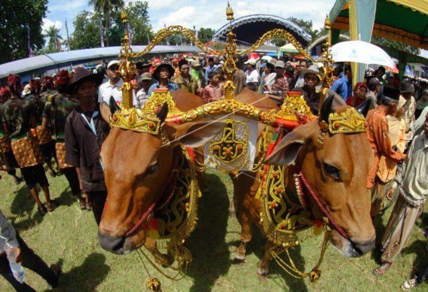 7 Tradisi Unik Daerah Di Indonesia Saat Idul Adha