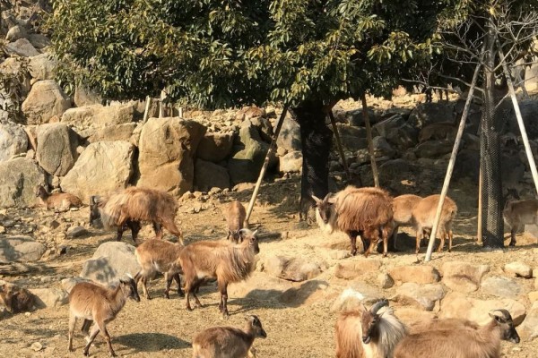 Kebun Binatang Jepang yang Menarik