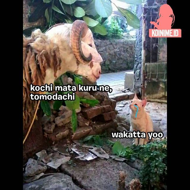 Ada Pilih Korban Perasaan, 10 Meme Lucu Idul Adha