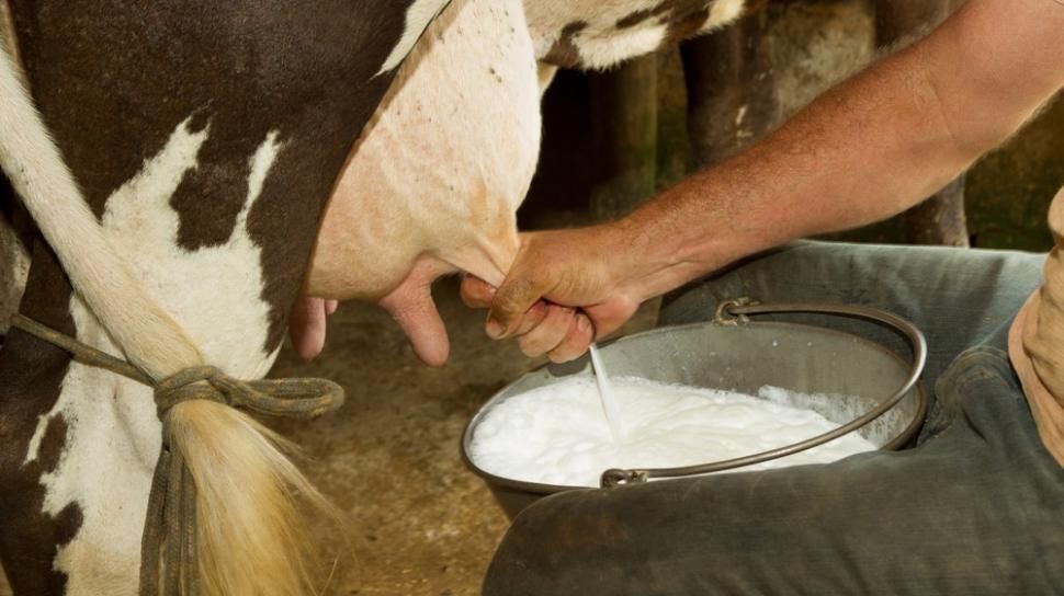 Serangan Wabah PMK di Tulungagung Sebabkan Produksi Susu Menurun