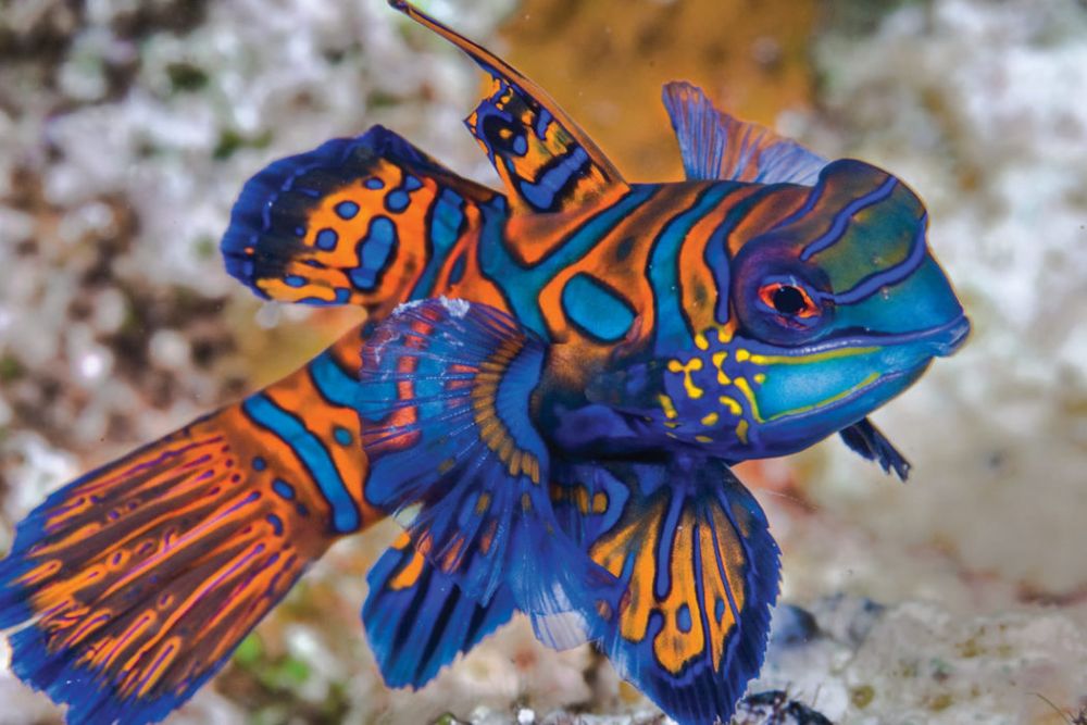 12 Colorful Animal Portraits, Beautiful and Some are Poisonous