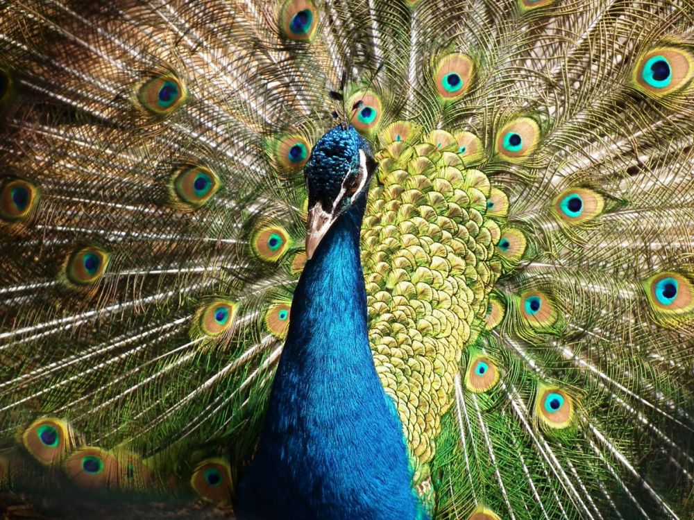 12 Colorful Animal Portraits, Beautiful and Some are Poisonous