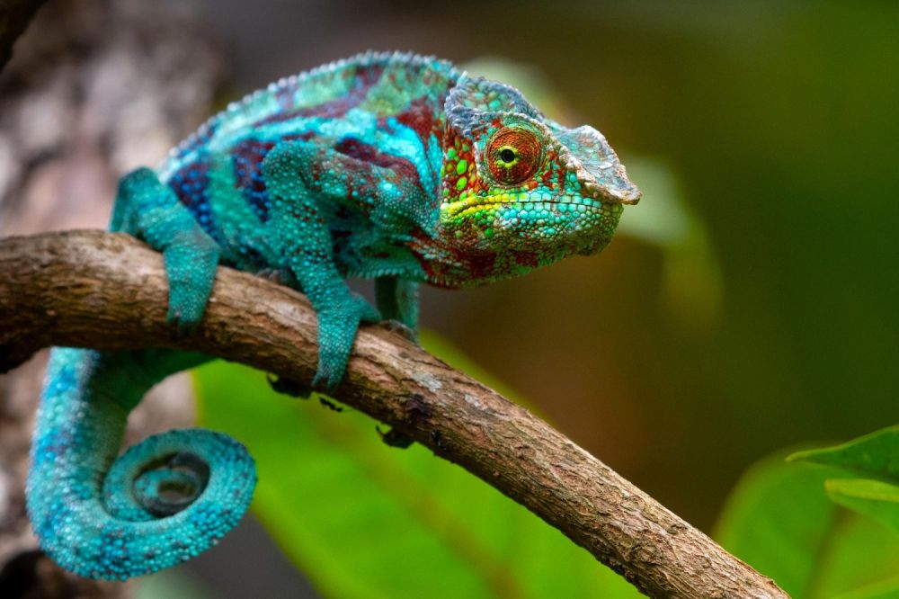 12 Colorful Animal Portraits, Beautiful and Some are Poisonous