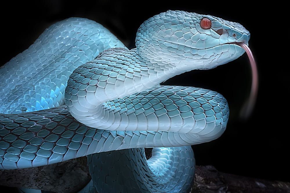 12 Colorful Animal Portraits, Beautiful and Some are Poisonous