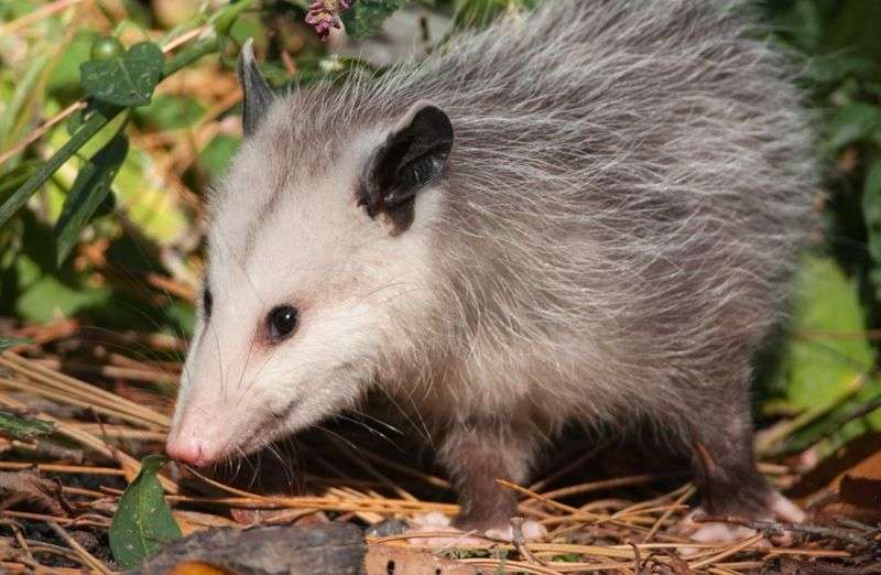 5 Fakta Unik Virginia Opossum, Primata Dengan Umur Pendek