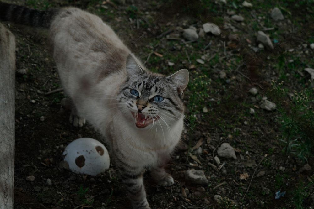 Pertanda Kucing Sedang Sakit, Cat Owner Harus Sadar