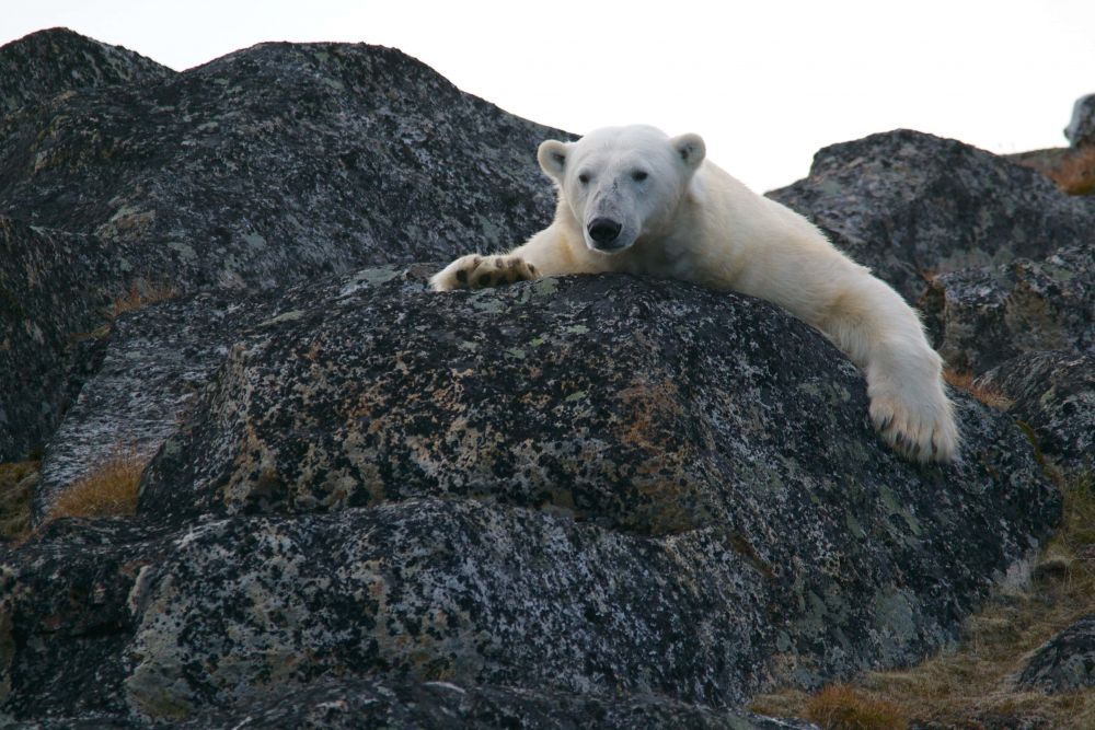 5 Fakta Longyearbyen, Kota yang Melarang Adanya Kematian