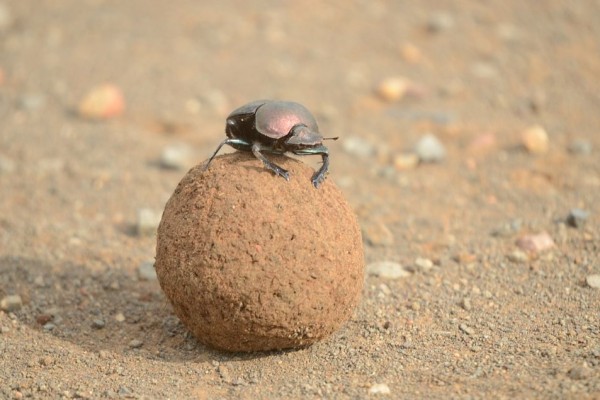 Termasuk Hewan yang Dianggap Suci, Ini 5 Fakta Menarik Dung Beetle