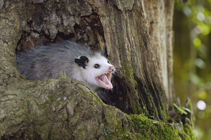 5 Fakta Unik Virginia Opossum, Primata Dengan Umur Pendek