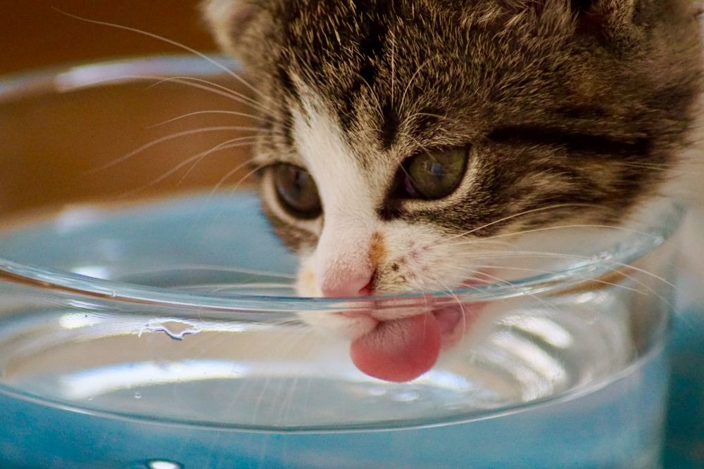 7 Tips agar Kucing Mau Minum Air yang Cukup, Cat Lovers Catat, yuk!