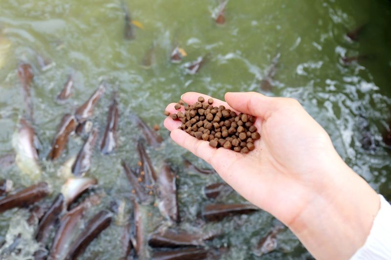 Pentingnya Gugus Tugas Pengendalian Penyakit Ikan di Kaltim