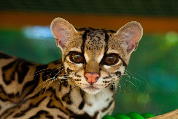 10 Spesies Hewan Keluarga Kucing yang Jarang Diketahui, Tahu Kodkod?