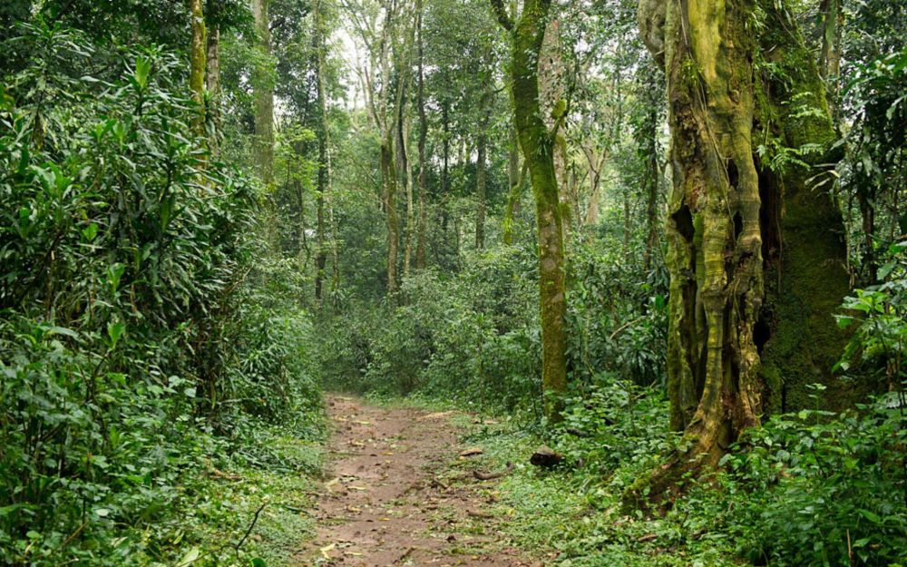 7 Hutan Tertua di Dunia yang Bisa Masuk Daftar Destinasi Wisata