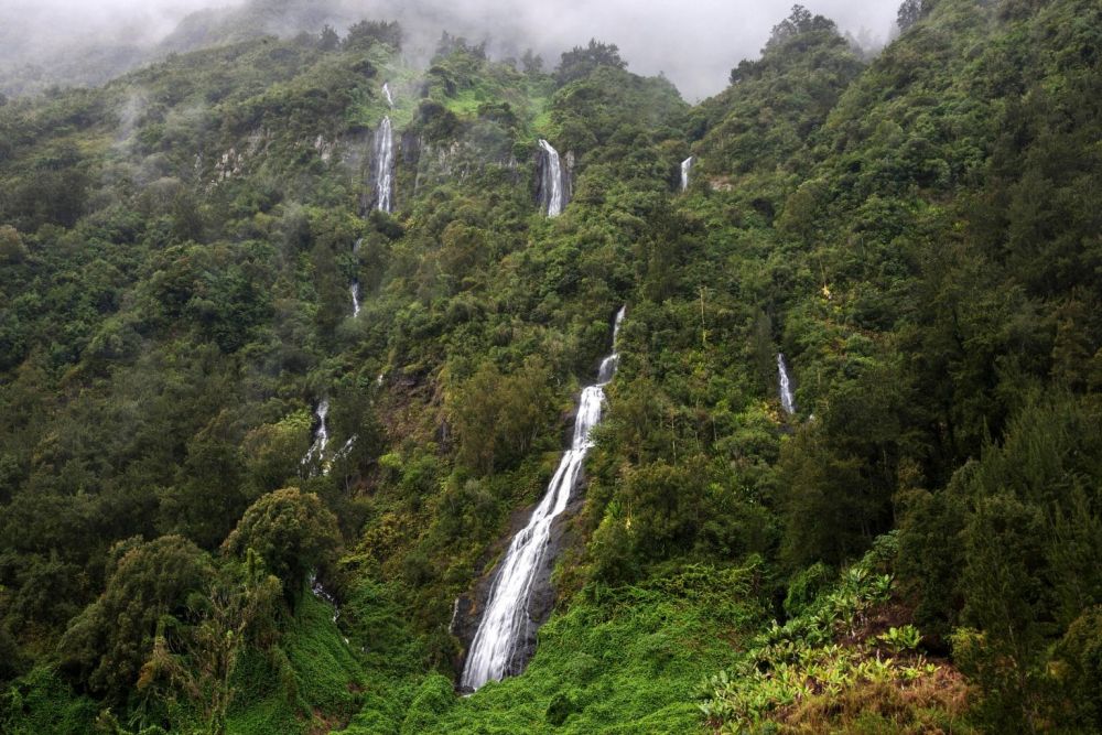 Hutan Tertua di Dunia yang Bisa Masuk Daftar Destinasi Wisata