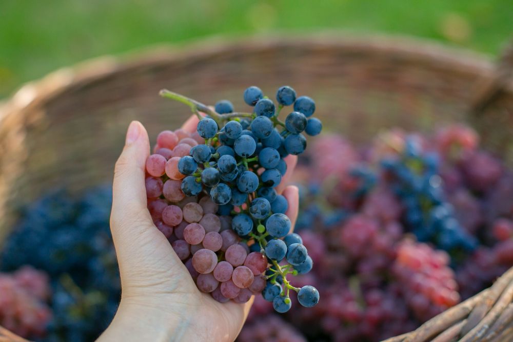 Akibat Perubahan Iklim, 5 Buah Favorit Kita Ini Terancam Punah