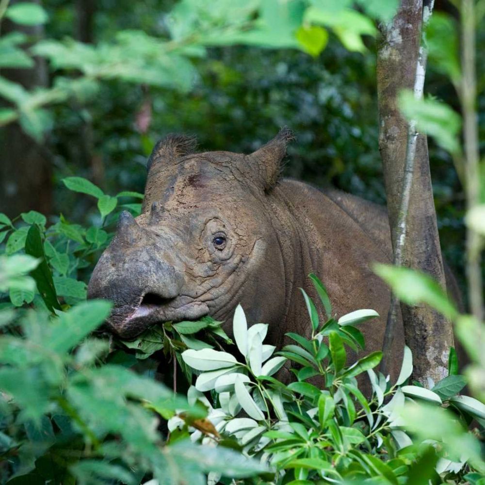 Mengenal Pahu, Badak Sumatra yang Ditemukan di Hutan Kaltim 
