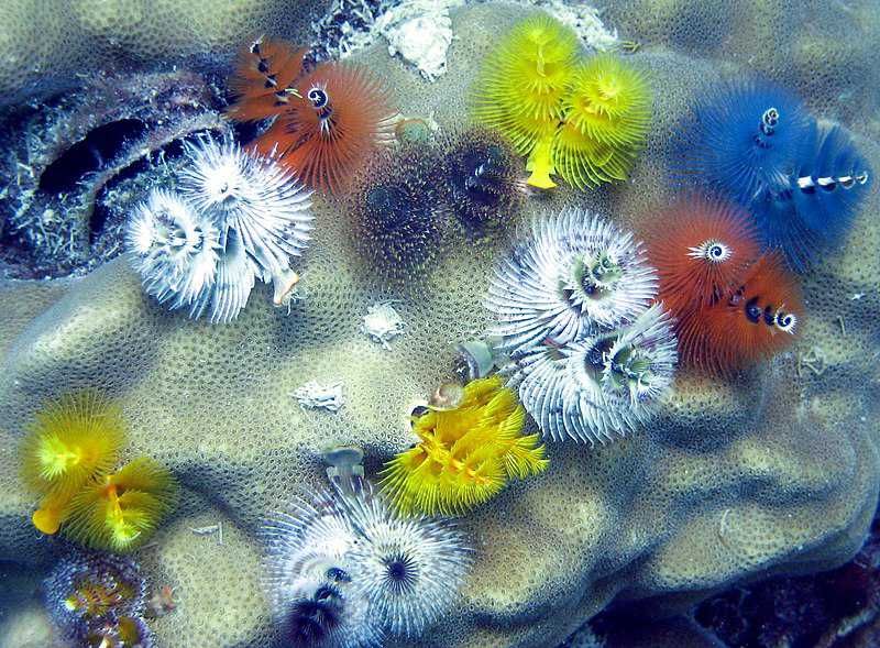 5 Fakta Christmas Tree Worm, Cacing Laut yang Cantik dan Menawan